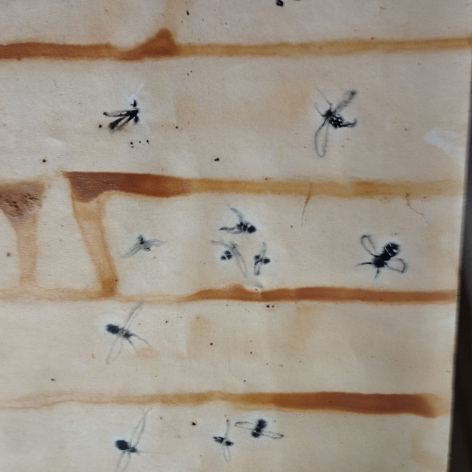 Abejas Fondo Blanco