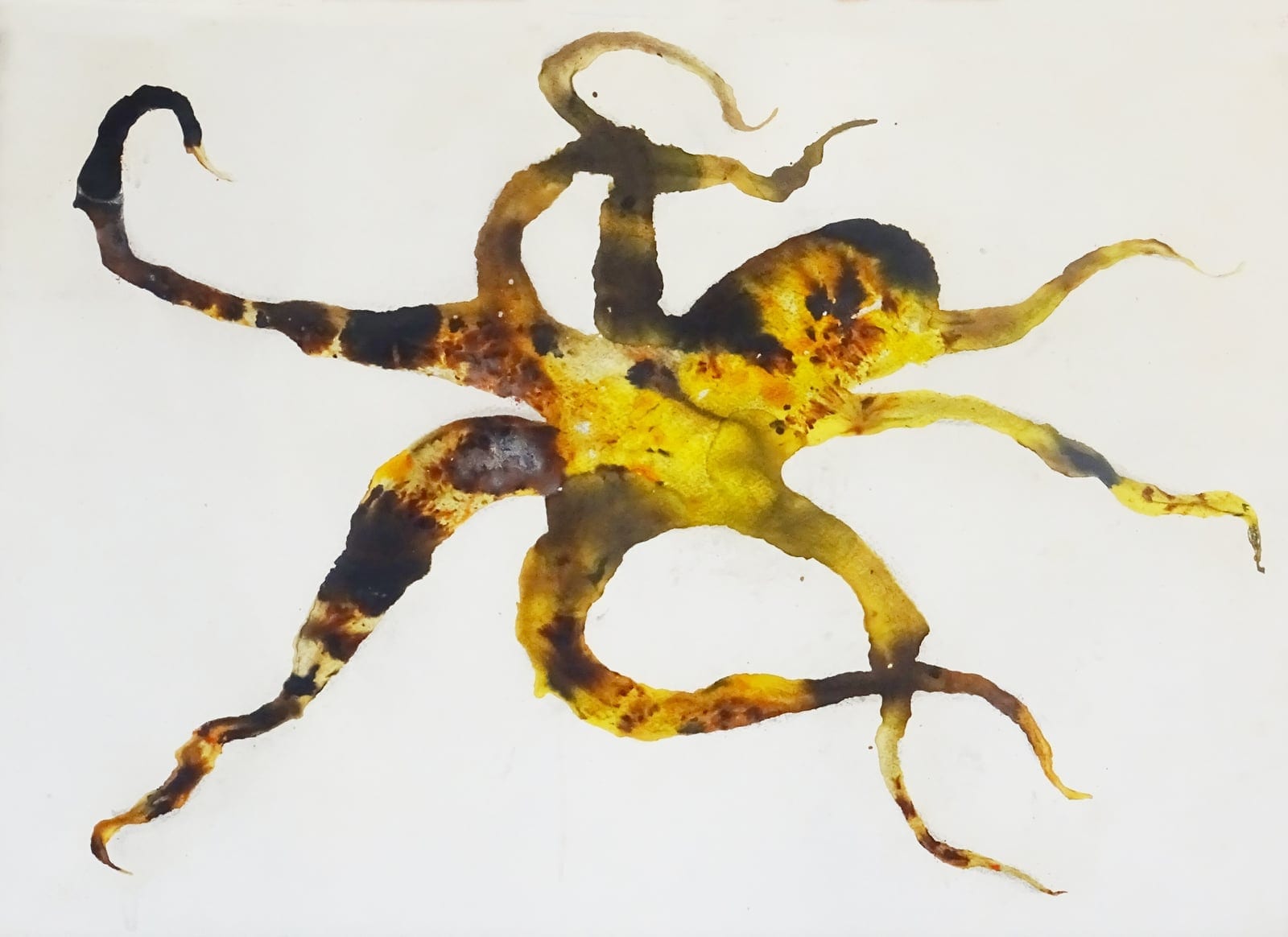 Octo